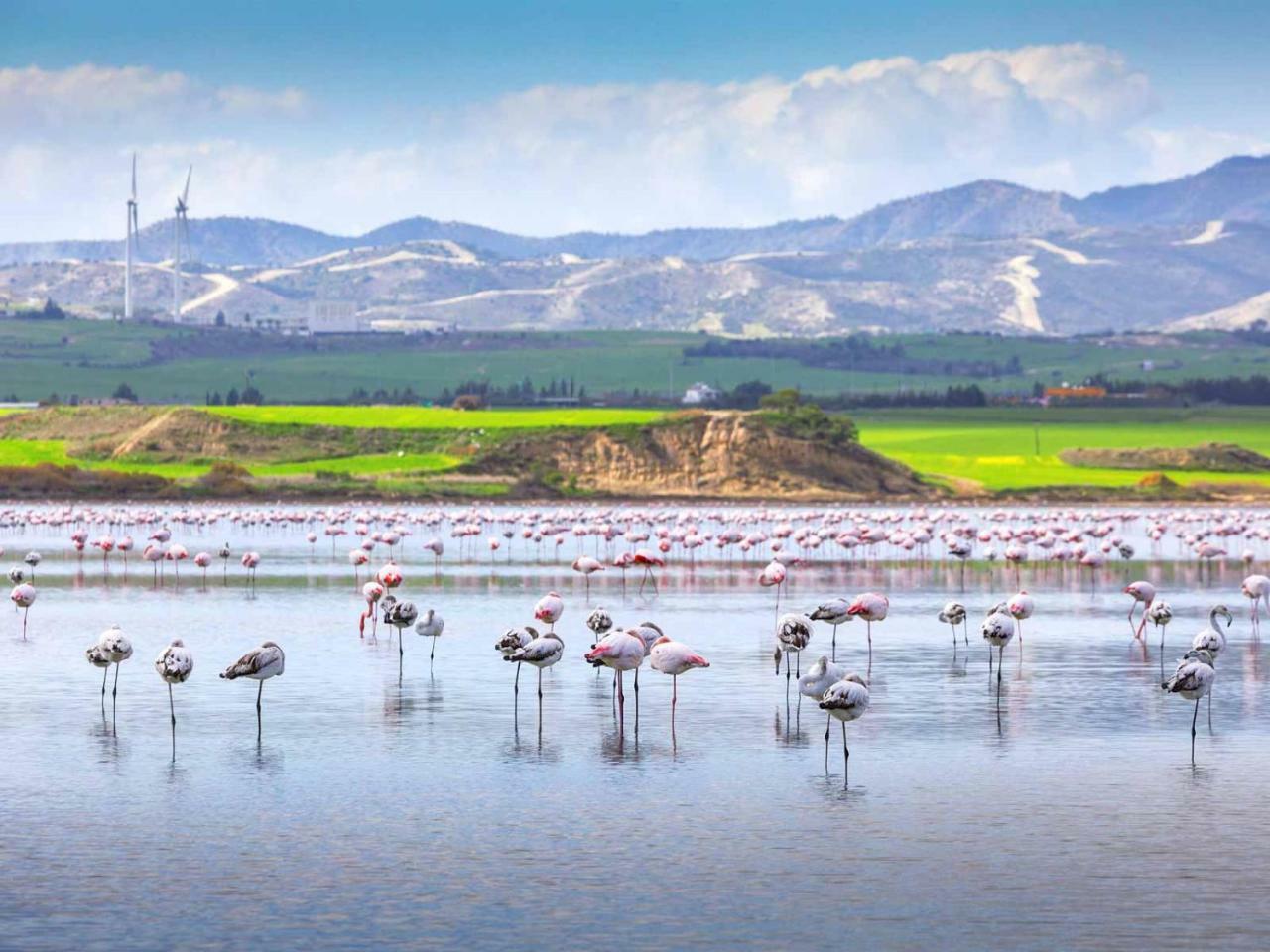 Dezo Luxury Town Λάρνακα